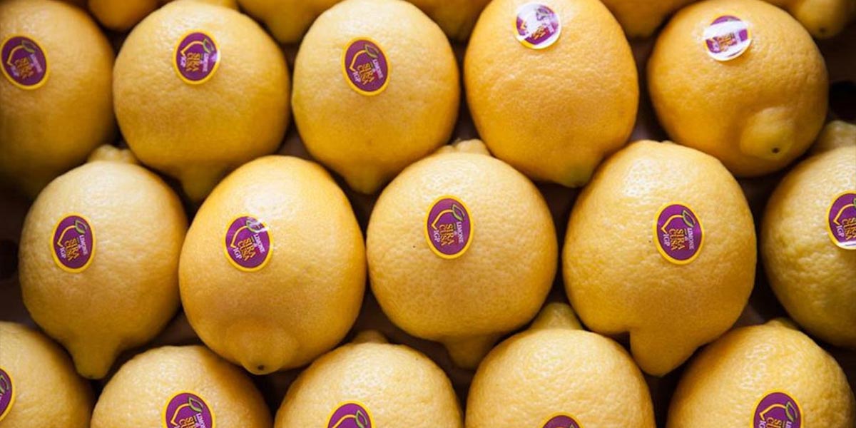 Identità territoriale, fattore vincente per il limone